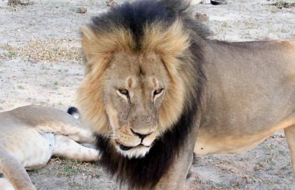 Отложиха процеса срещу организатора на лова, в който беше убит лъвът Сесил