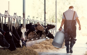 Танева отстъпва за българската суровина в млечните продукти в хипермаркетите