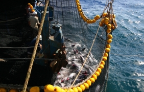 WWF: Корупцията в рибарството застрашава морските екосистеми по света