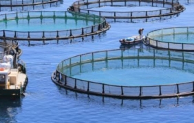Морски ферми в Китай възстановяват екосистемите