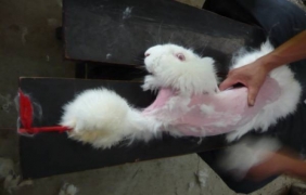 PETA: Дерат живи ангорски зайци във ферми в Китай