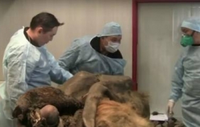 Руски учени търсят еликсира на младостта в тялото на мамут [видео]