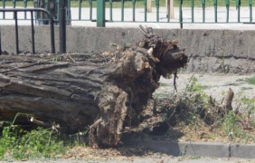 Жена пострада при падане на дърво заради силния вятър в столицата