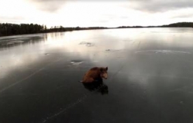 Глиганче ”заседна” на заледено езеро [видео]