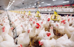 Земеделието произведе с 4% по-малко продукция